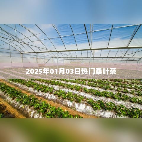 2025年桑叶茶热潮，品味健康，享受自然