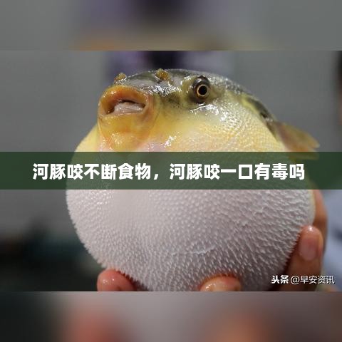 河豚咬不断食物，河豚咬一口有毒吗 