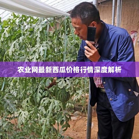 农业网最新西瓜价格行情深度解析