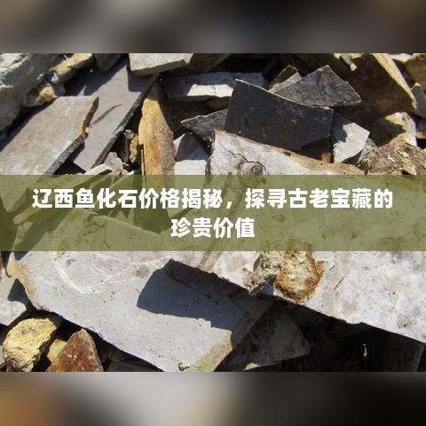 辽西鱼化石价格揭秘，探寻古老宝藏的珍贵价值