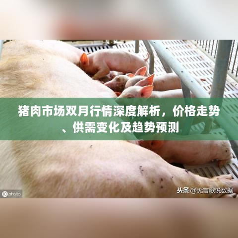 猪肉市场双月行情深度解析，价格走势、供需变化及趋势预测