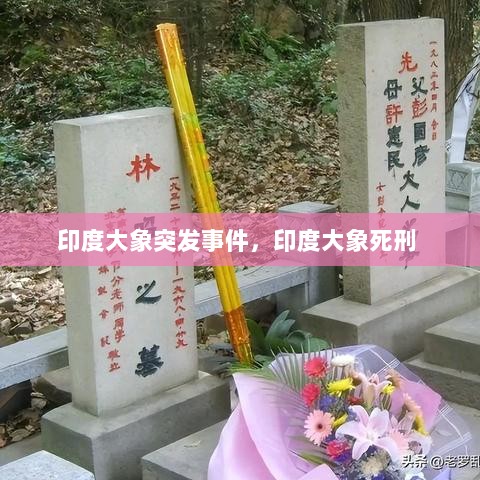 印度大象突发事件，印度大象死刑 