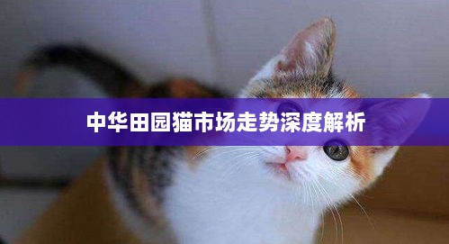 中华田园猫市场走势深度解析