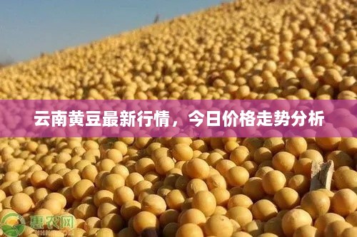 云南黄豆最新行情，今日价格走势分析