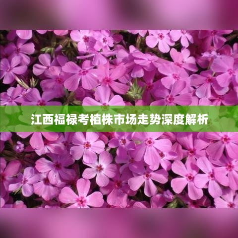 江西福禄考植株市场走势深度解析