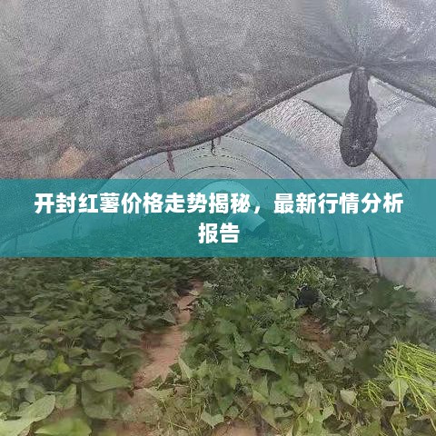 开封红薯价格走势揭秘，最新行情分析报告