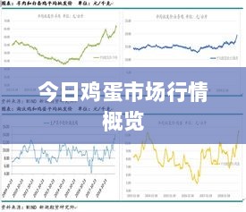 今日鸡蛋市场行情概览