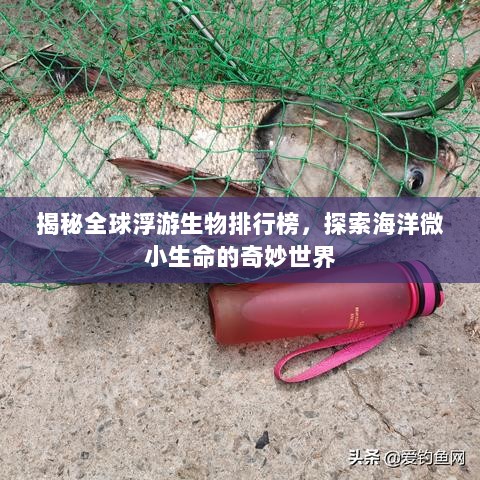 揭秘全球浮游生物排行榜，探索海洋微小生命的奇妙世界