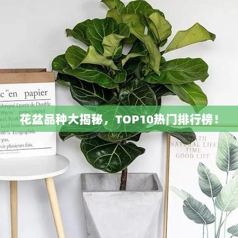 花盆品种大揭秘，TOP10热门排行榜！