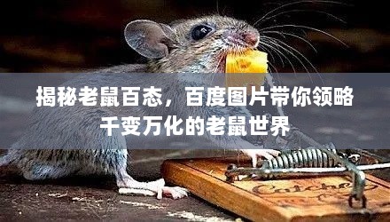 揭秘老鼠百态，百度图片带你领略千变万化的老鼠世界