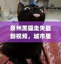 泉州黑猫走失最新视频，城市里的温情寻猫行动