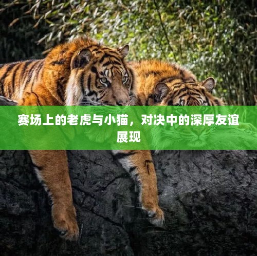 赛场上的老虎与小猫，对决中的深厚友谊展现