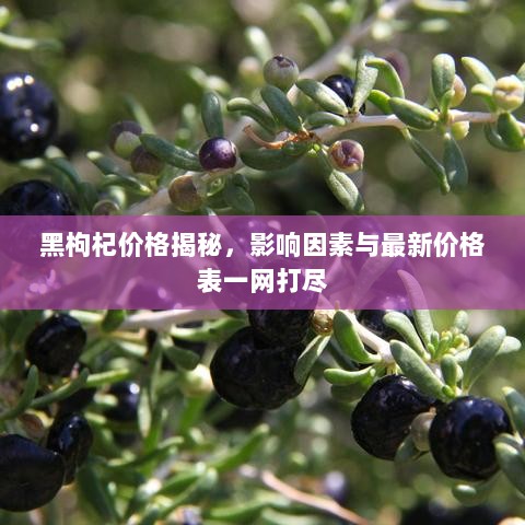 黑枸杞价格揭秘，影响因素与最新价格表一网打尽