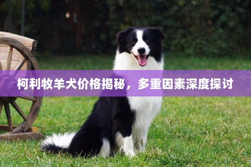 柯利牧羊犬价格揭秘，多重因素深度探讨