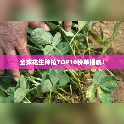 全球花生种植TOP10榜单揭晓！