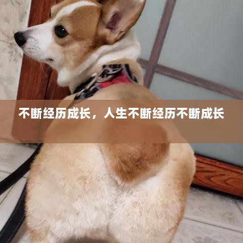 不断经历成长，人生不断经历不断成长 