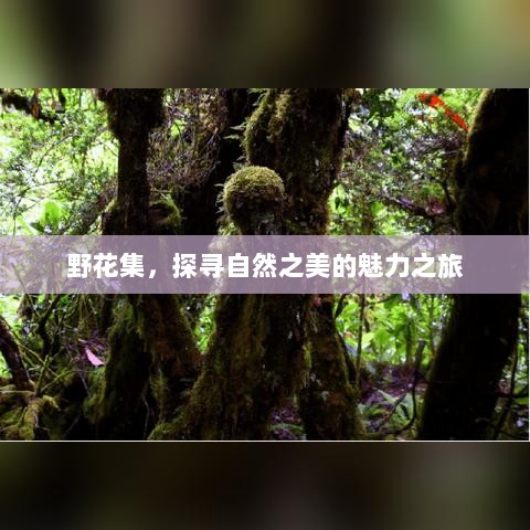 野花集，探寻自然之美的魅力之旅