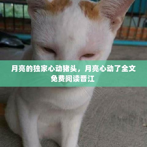 月亮的独家心动猪头，月亮心动了全文免费阅读晋江 