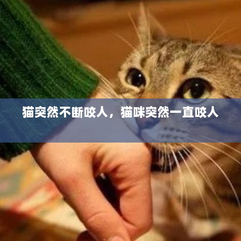 猫突然不断咬人，猫咪突然一直咬人 